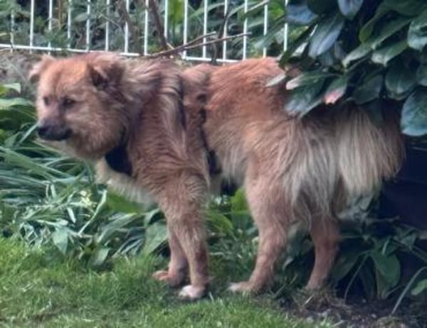 Lion der süße sanfte Löwe / in 82284