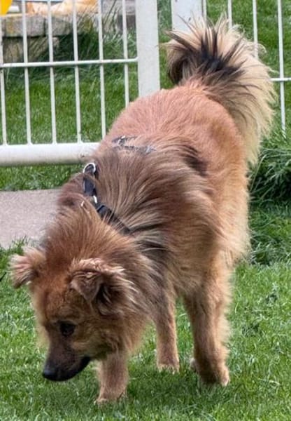 Lion der süße sanfte Löwe / in 82284