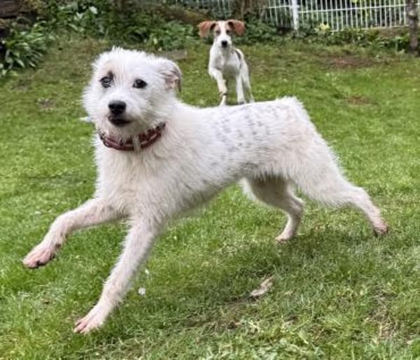 Nussini Terriermix / PLZ 82284