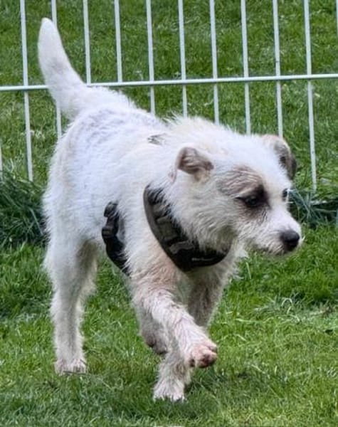 Nussini Terriermix / PLZ 82284
