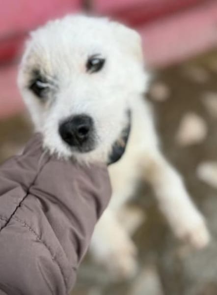 Nussini Terriermix / PLZ 82284