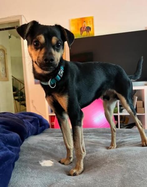 Phil, geb. ca. 12/2024, 53879 Euskirchen