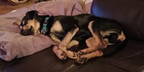 Phil, geb. ca. 12/2024, 53879 Euskirchen