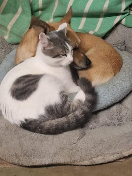 Sandy - kleine verträglichr Hündin