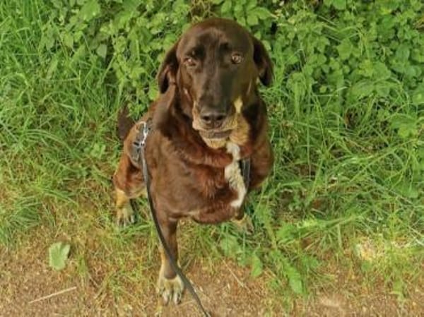 ZOE die große, sanftmütige Schönheit