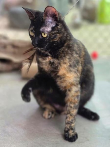 Hübsche, verspielte,Katze Mercedes