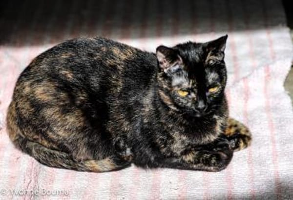 Hübsche, verspielte,Katze Mercedes