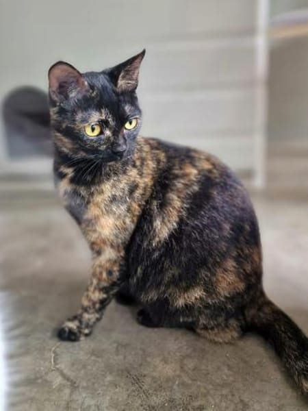 Hübsche, verspielte,Katze Mercedes