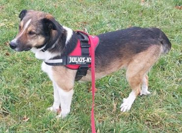 Aston kommt mit allen klar