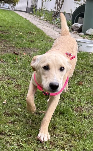 Sandy süße Maus / bei München