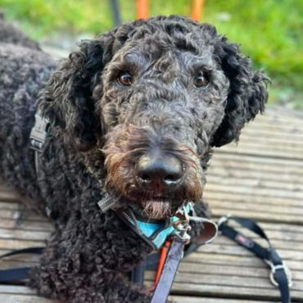 Milo - ist aktiv&freundlich