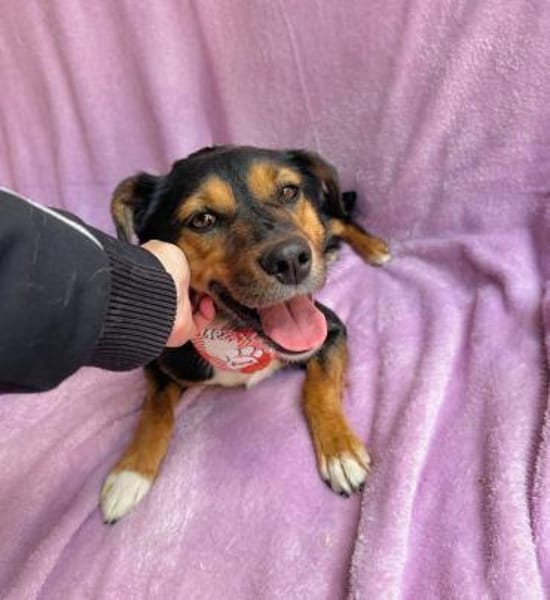 Gareth- Treuer Herzenshund