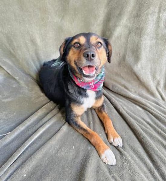 Gareth- Treuer Herzenshund