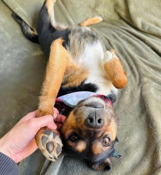 Gareth- Treuer Herzenshund