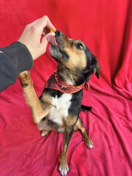 Gareth- Treuer Herzenshund