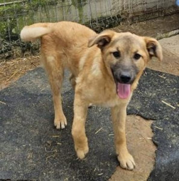 Ajax 38 cm (Apr 26) Pflegestelle