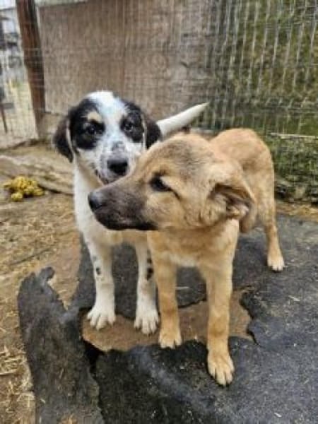 Ajax 38 cm (Apr 26) Pflegestelle