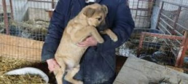 Ajax 38 cm (Apr 26) Pflegestelle