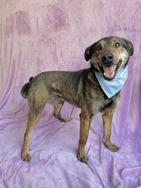 Camping Sportlicher Begleiter