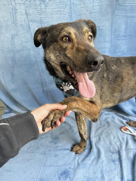 Camping Sportlicher Begleiter