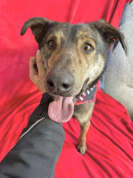 Camping Sportlicher Begleiter