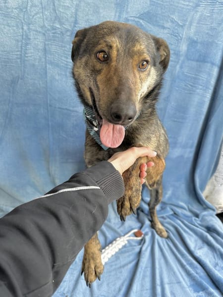 Camping Sportlicher Begleiter