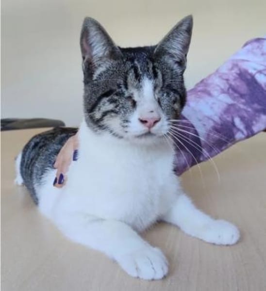 Camala - gesellig, zutraulich&verspielt