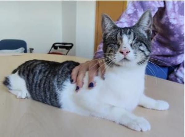 Camala - gesellig, zutraulich&verspielt