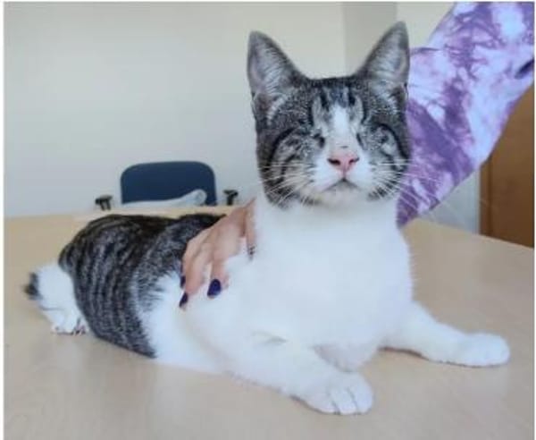 Camala - gesellig, zutraulich&verspielt