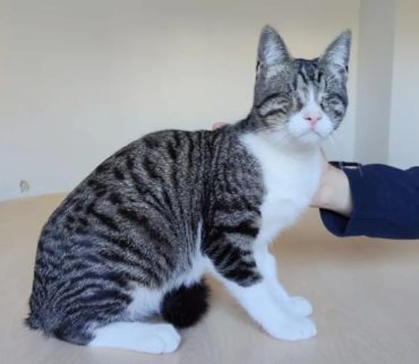 Cedrik - sanftmütig, sehr sozial & lieb