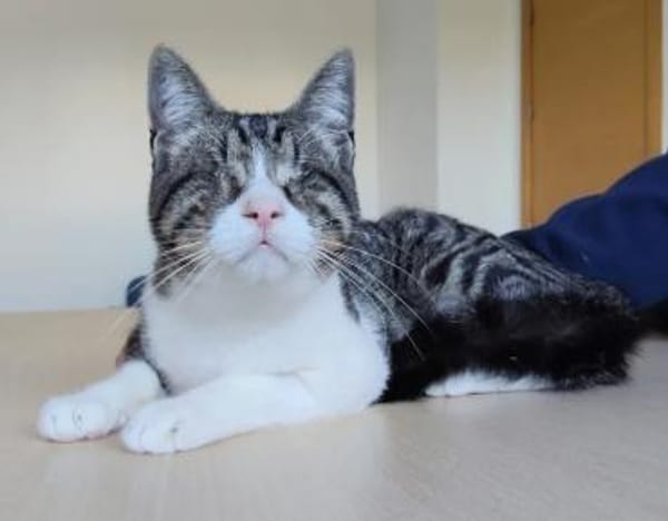 Cedrik - sanftmütig, sehr sozial & lieb