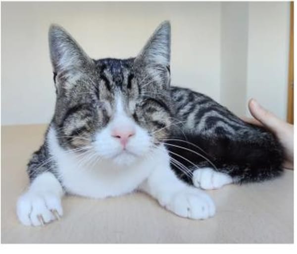 Cedrik - sanftmütig, sehr sozial & lieb