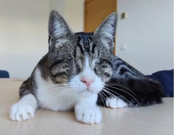 Cedrik - sanftmütig, sehr sozial & lieb