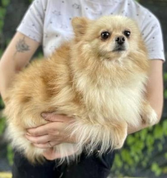 Bubbles in 41344 Nettetal-Lobbrich