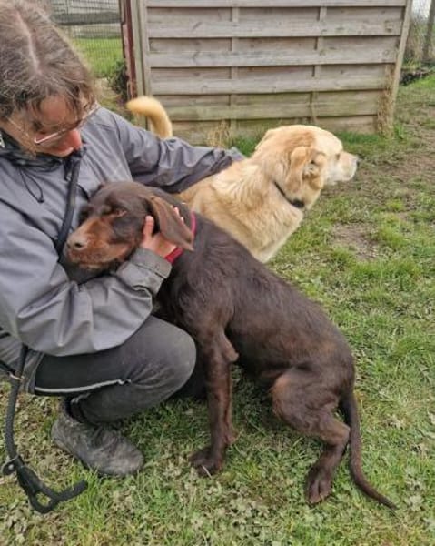Gypsy - lernwillig und aktive Lady