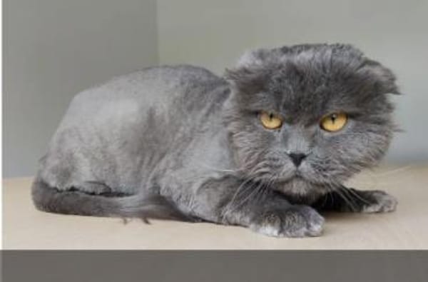 Magnus- sehr lieber Katermann!