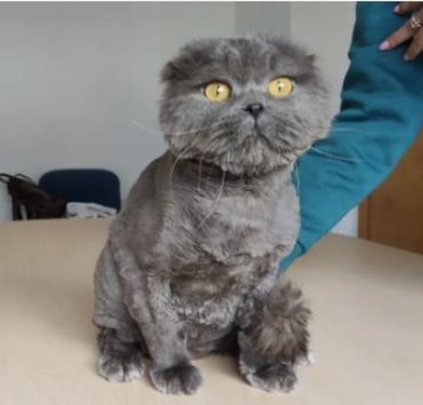 Magnus- sehr lieber Katermann!