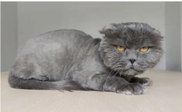 Magnus- sehr lieber Katermann!