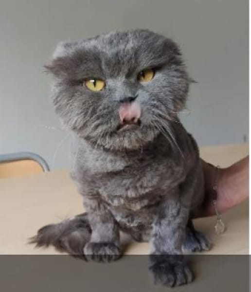 Magnus- sehr lieber Katermann!