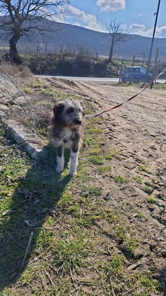 Remi sucht ihr Für-immer-Zuhause (C)