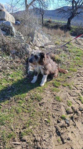 Remi sucht ihr Für-immer-Zuhause (C)