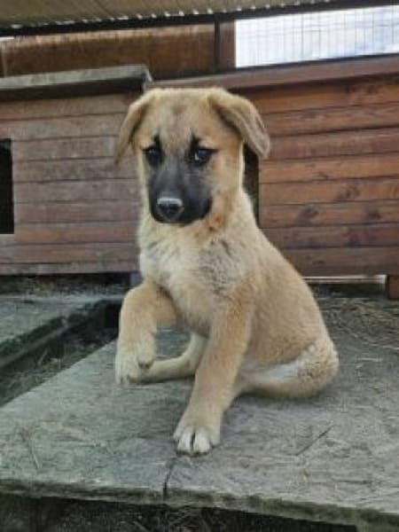 Ninja 27 cm (Apr 26) Pflegestelle