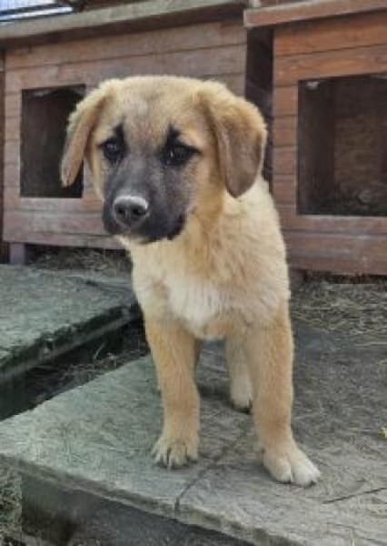 Ninja 27 cm (Apr 26) Pflegestelle