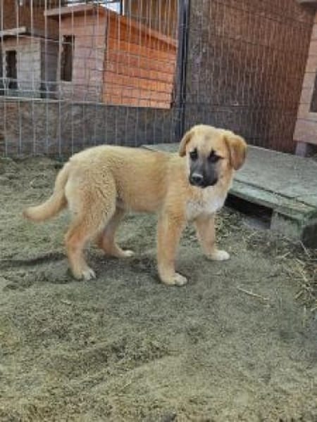 Ninja 27 cm (Apr 26) Pflegestelle