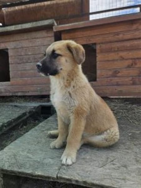 Ninja 27 cm (Apr 26) Pflegestelle