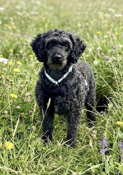 Pudka in 94369 Oberschneiding