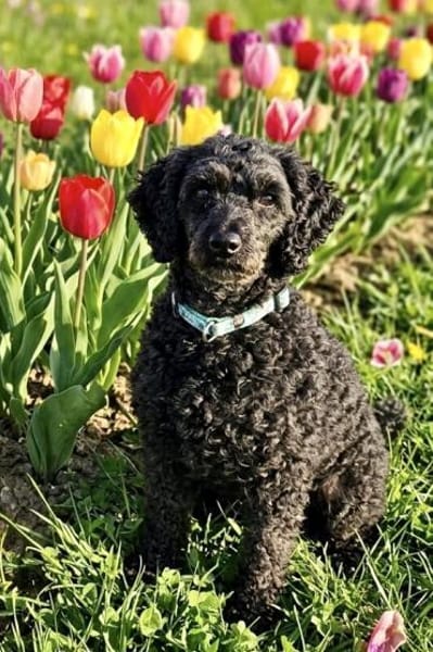 Pudka in 94369 Oberschneiding