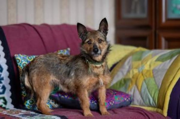 Ruhige ROKSY sucht ein Zuhause