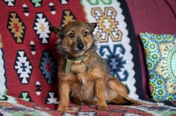 Ruhige ROKSY sucht ein Zuhause