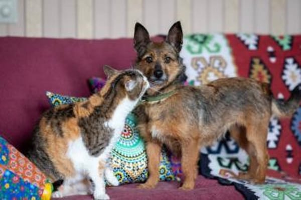 Ruhige ROKSY sucht ein Zuhause